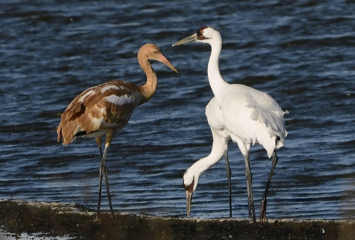 Kurrilo zuria - ML644126447