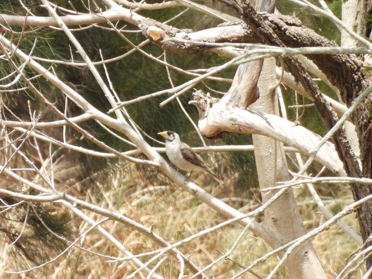 Noisy Miner - ML644126448