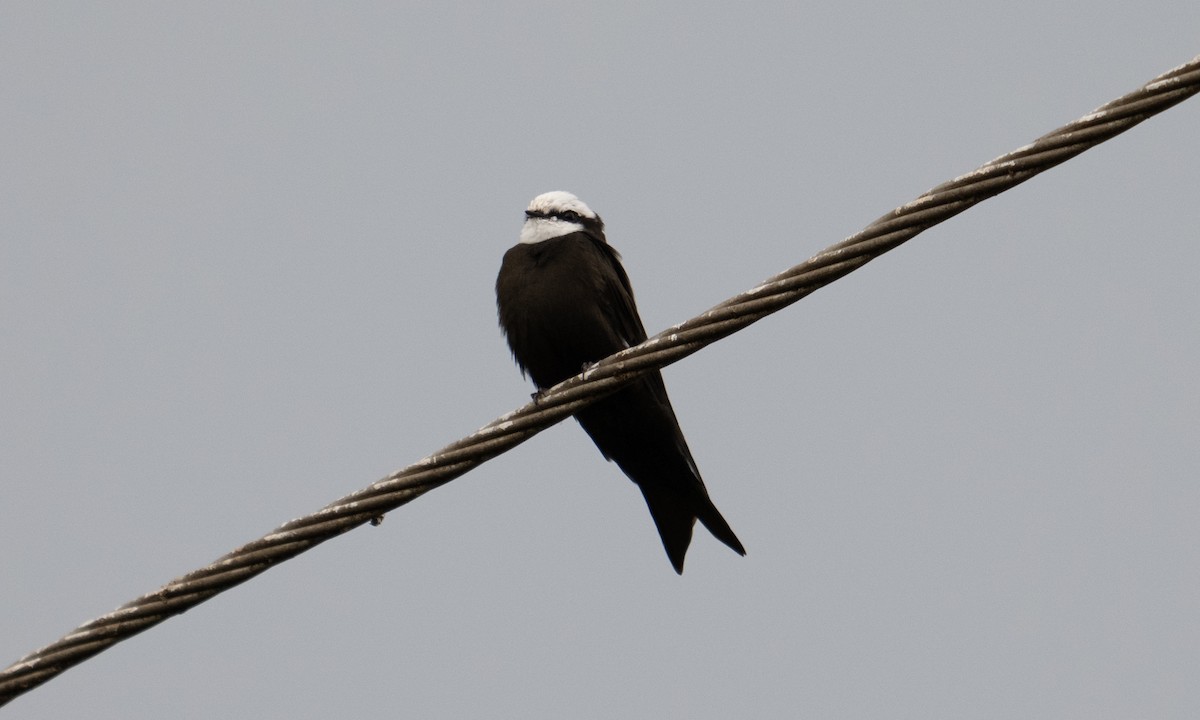 White-headed Sawwing - ML644126449