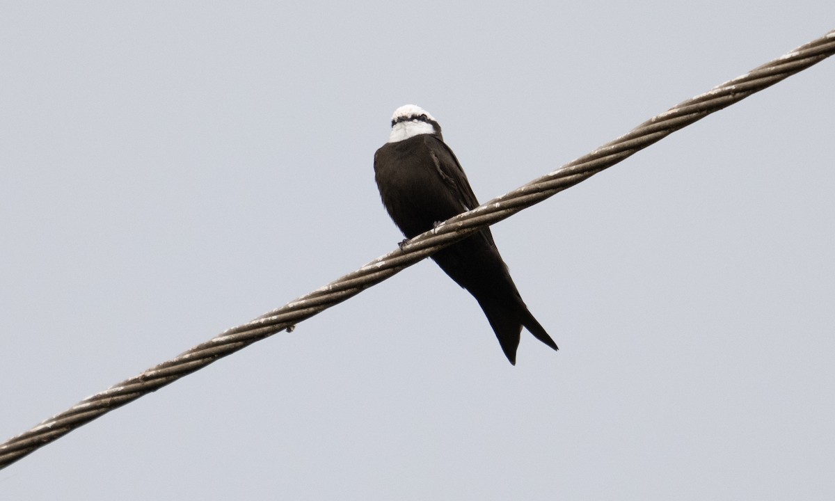White-headed Sawwing - ML644126450