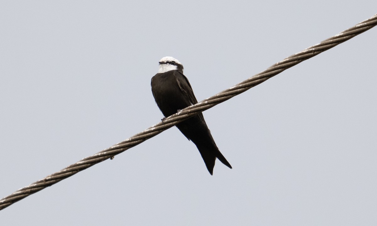 White-headed Sawwing - ML644126451