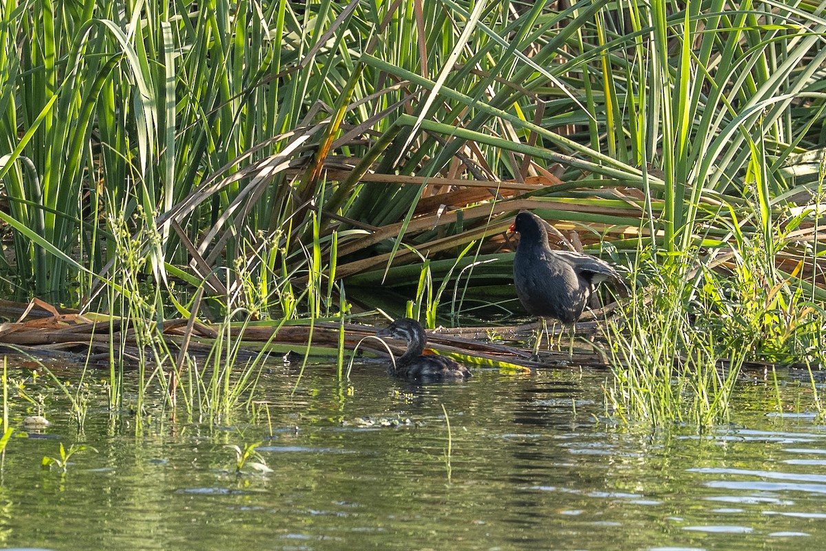 Pied-billed Grebe - ML644126454