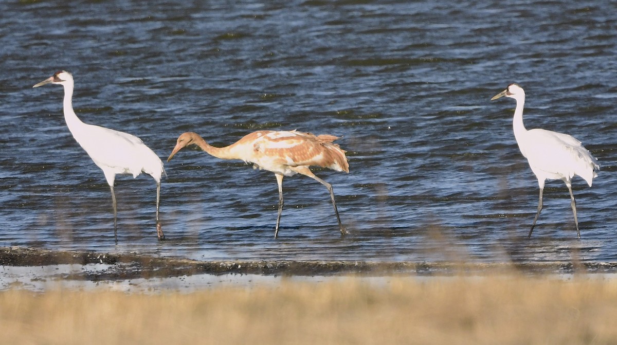 Kurrilo zuria - ML644126455