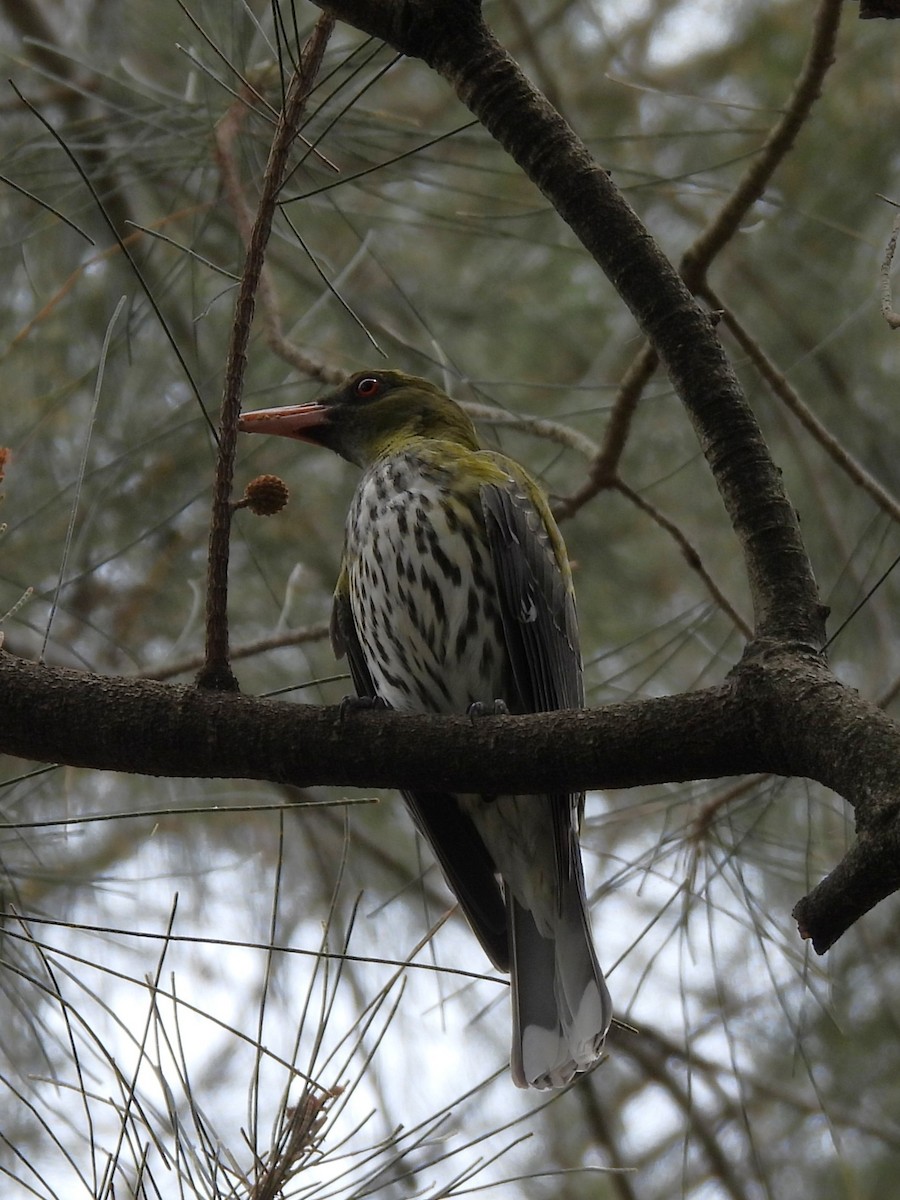 Olive-backed Oriole - ML644126456