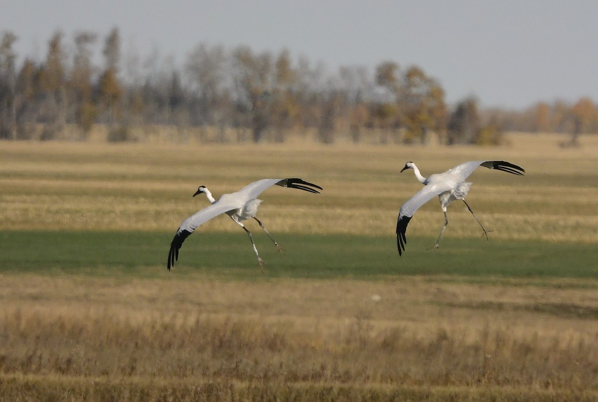 Kurrilo zuria - ML644126458