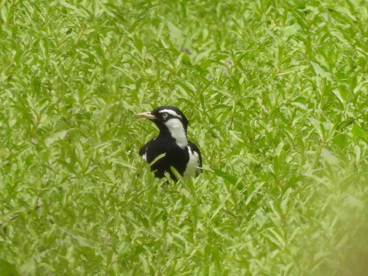 Magpie-lark - ML644126460