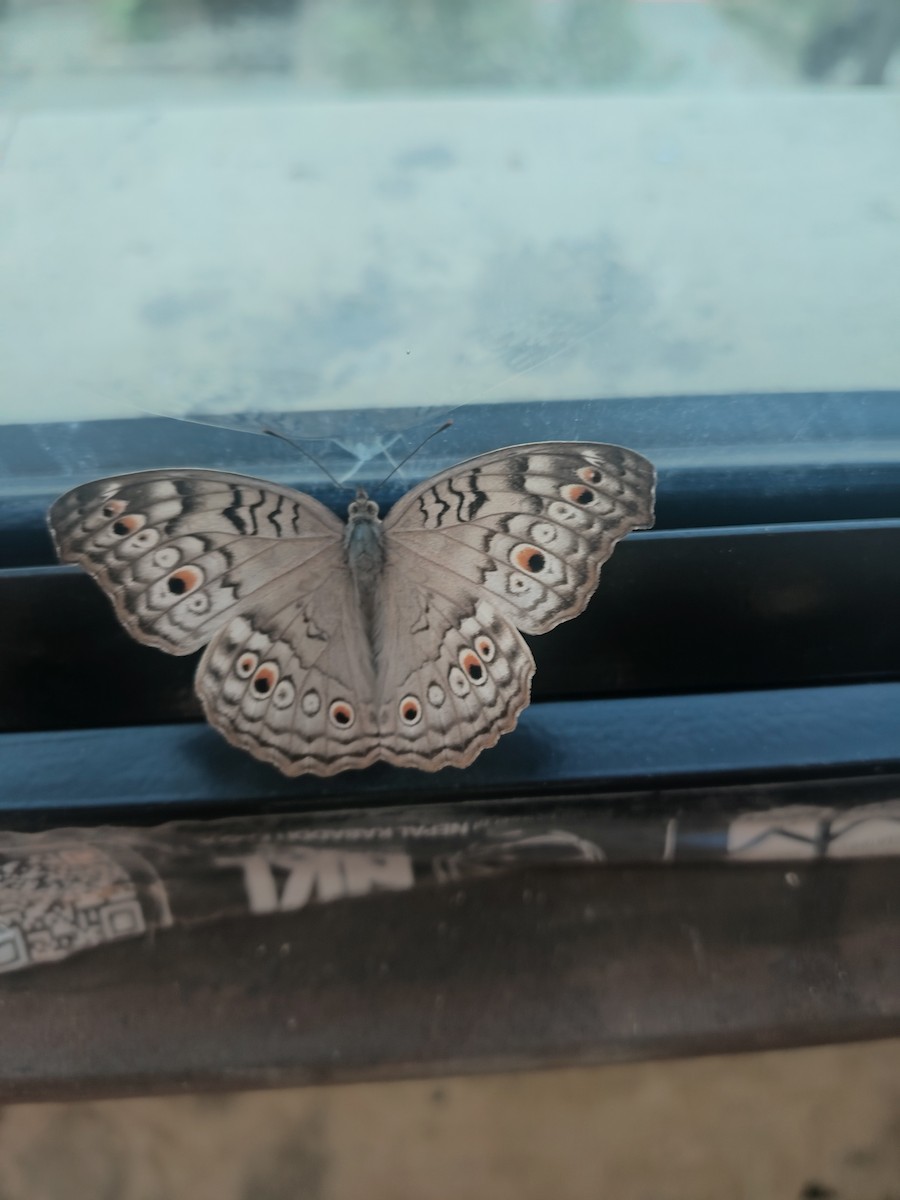 Grey Pansy - ML644126461