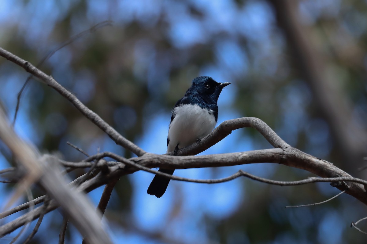 Satin Flycatcher - ML644126469