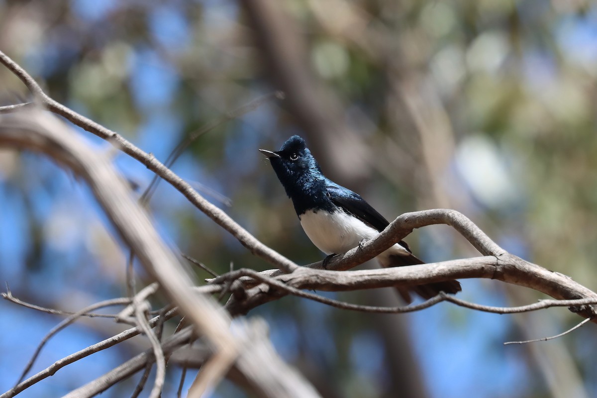 Satin Flycatcher - ML644126470