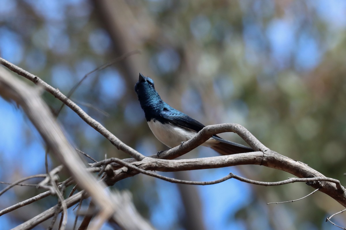 Satin Flycatcher - ML644126472