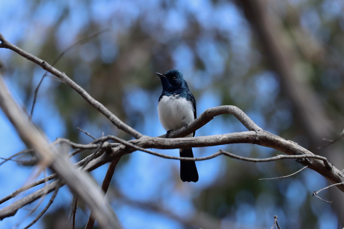 Satin Flycatcher - ML644126473