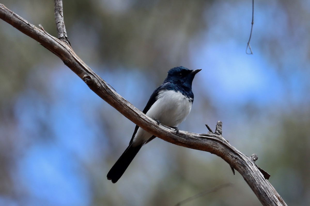Satin Flycatcher - ML644126475