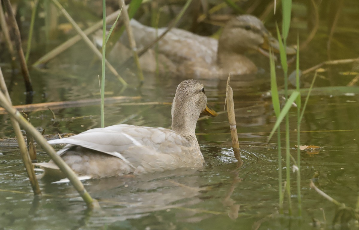 Mallard (Domestic type) - ML644126484