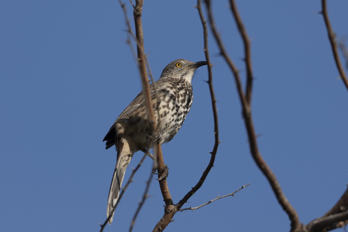Gray Thrasher - ML644126485