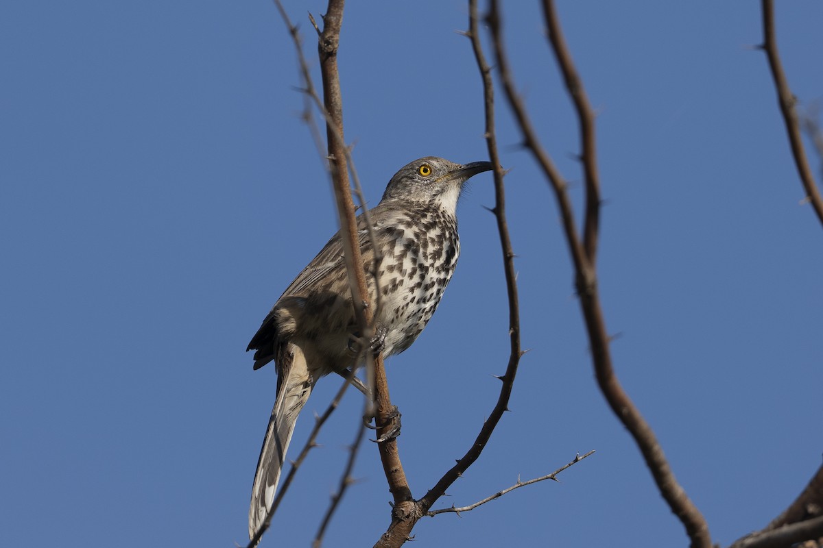 Gray Thrasher - ML644126486