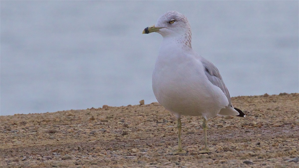 Ring-billed Gull - ML644126489