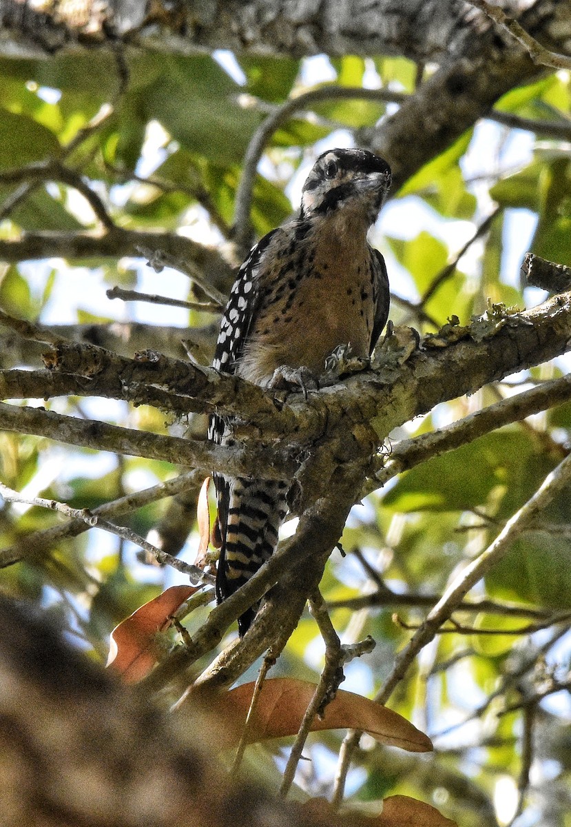 Ladder-backed Woodpecker - ML644126491
