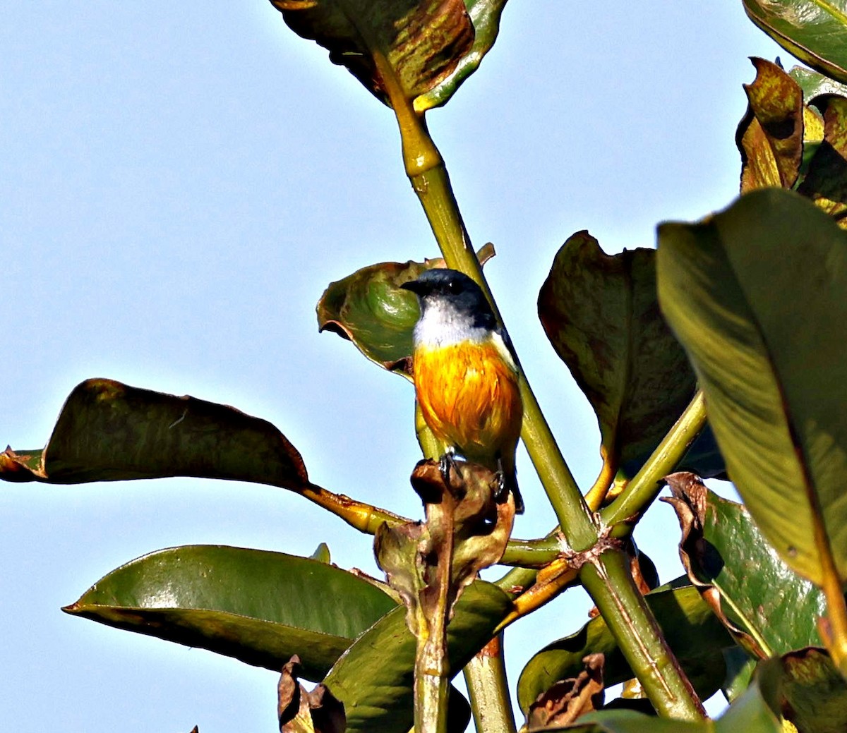 Orange-bellied Flowerpecker - ML644126504