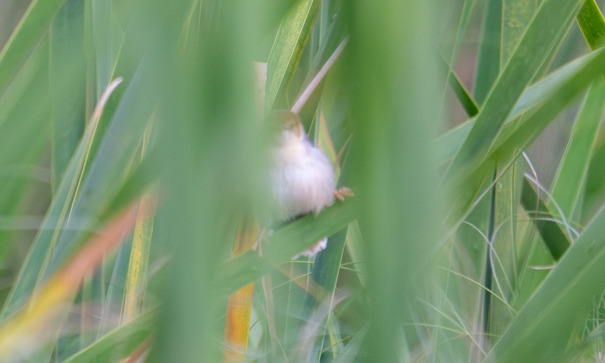 Cisticole de Carruthers - ML644126515