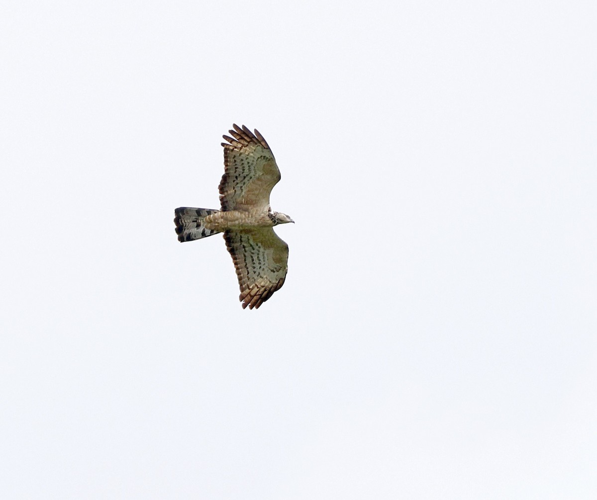 Согсоот гоорбис - ML644126518