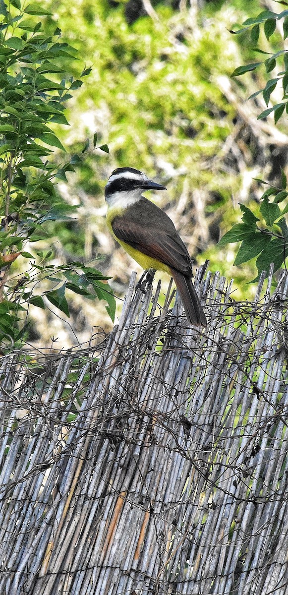 Great Kiskadee - ML644126523