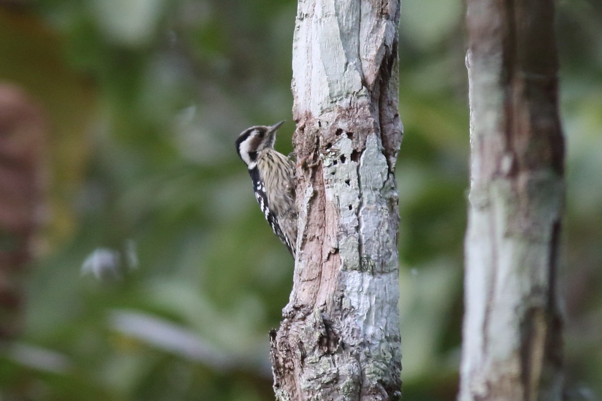 Gray-capped Pygmy Woodpecker - ML644126529