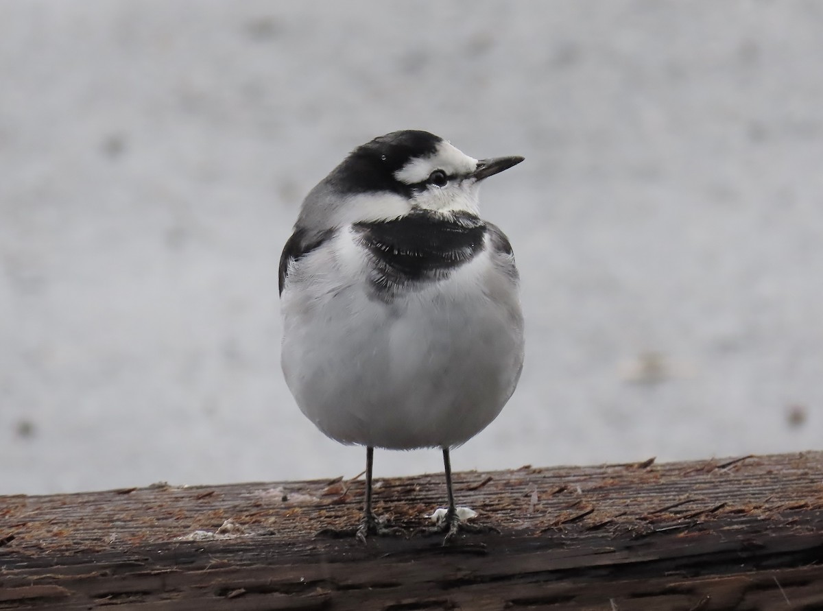 konipas bílý - ML644126546