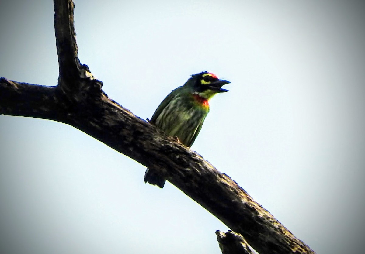 Coppersmith Barbet - ML644126547