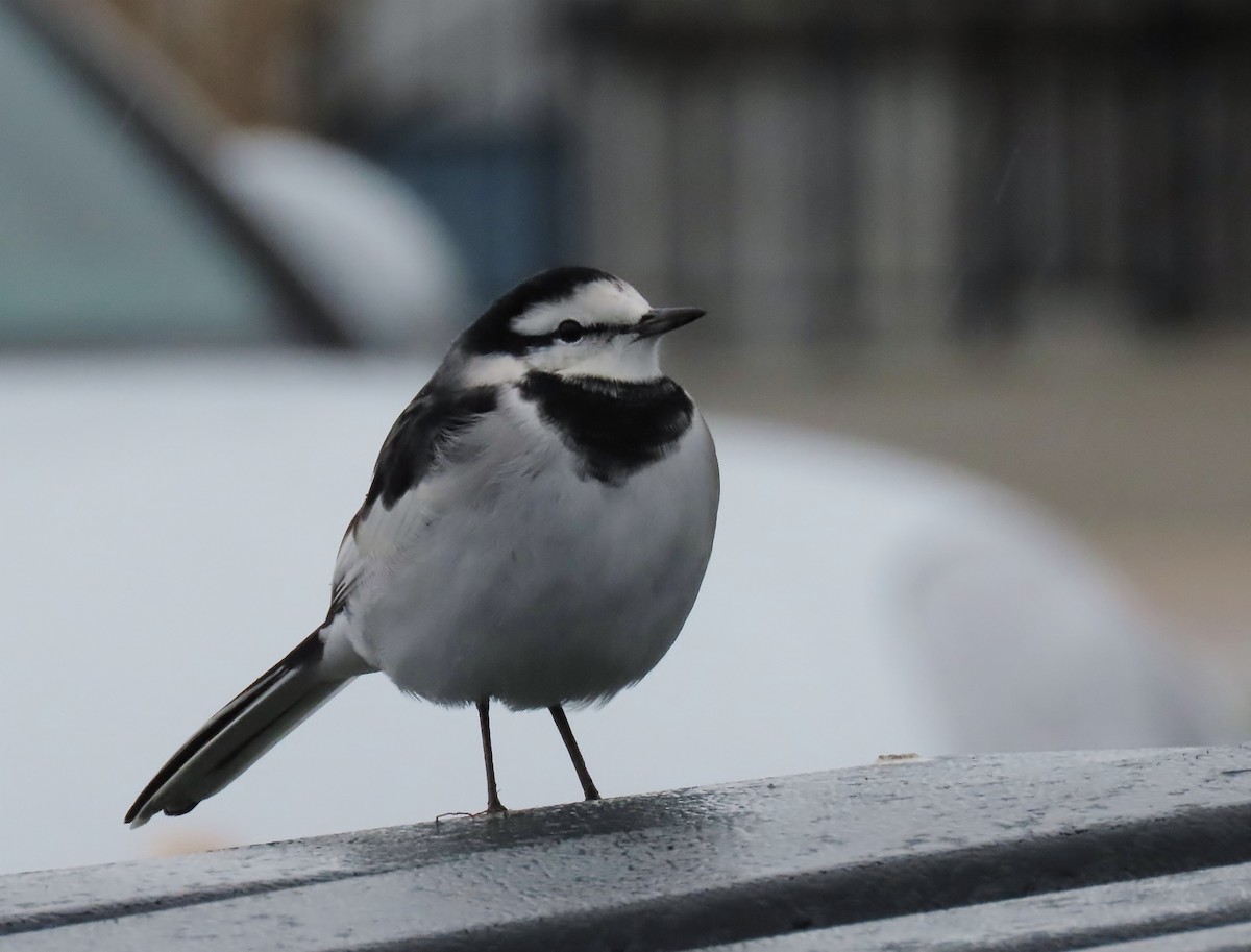 konipas bílý - ML644126556