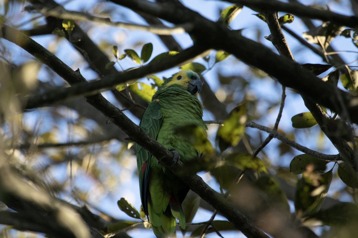 Amazona Frentiazul - ML644126561