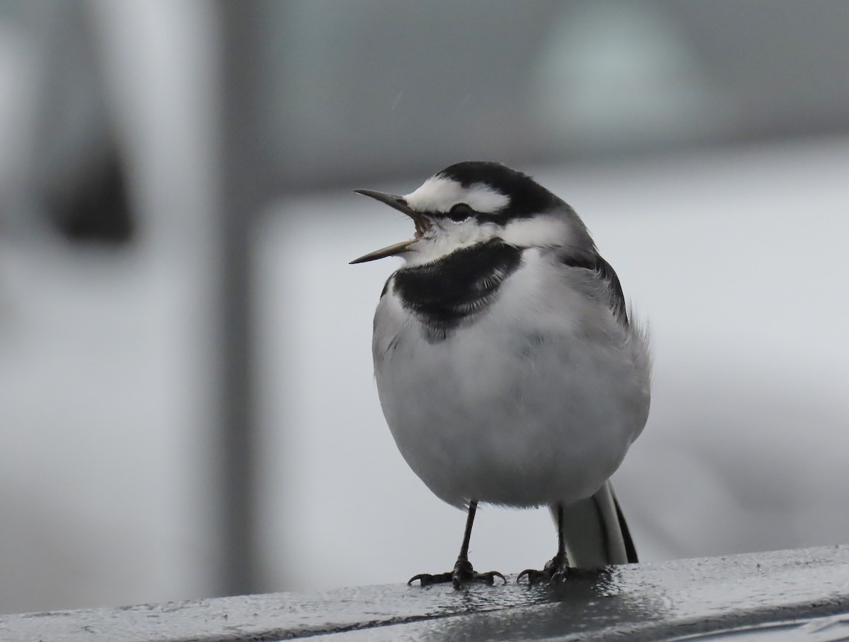 konipas bílý - ML644126566