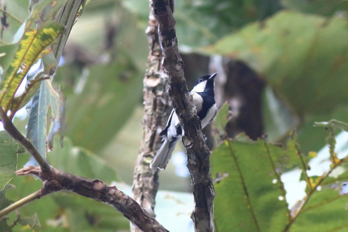 Asian Tit (Japanese) - ML644126573