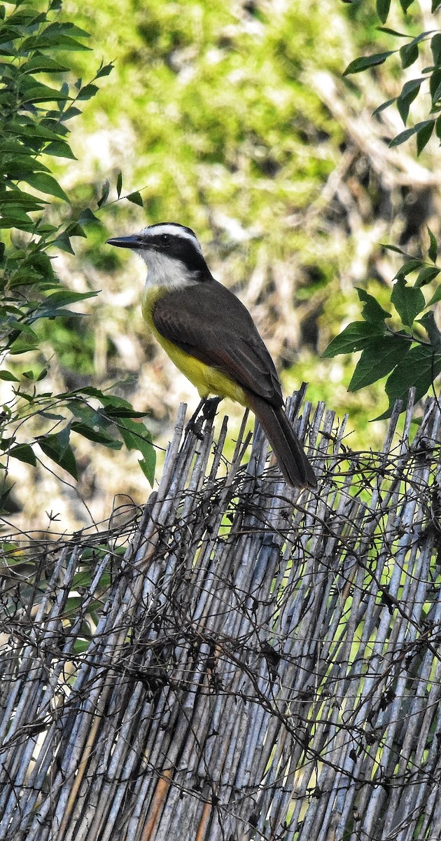 Great Kiskadee - ML644126576