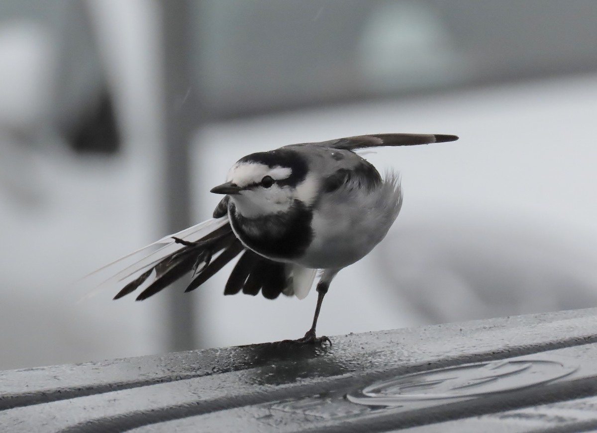 konipas bílý - ML644126581