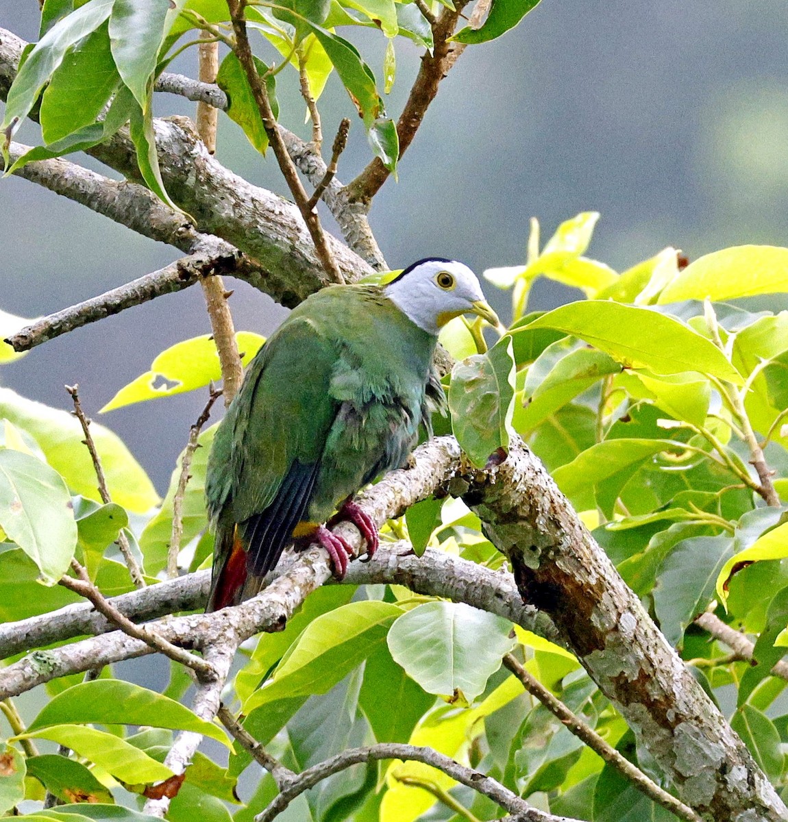 Black-naped Fruit-Dove - ML644126585