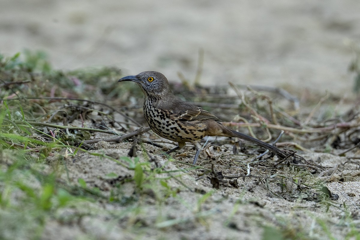 Gray Thrasher - ML644126589