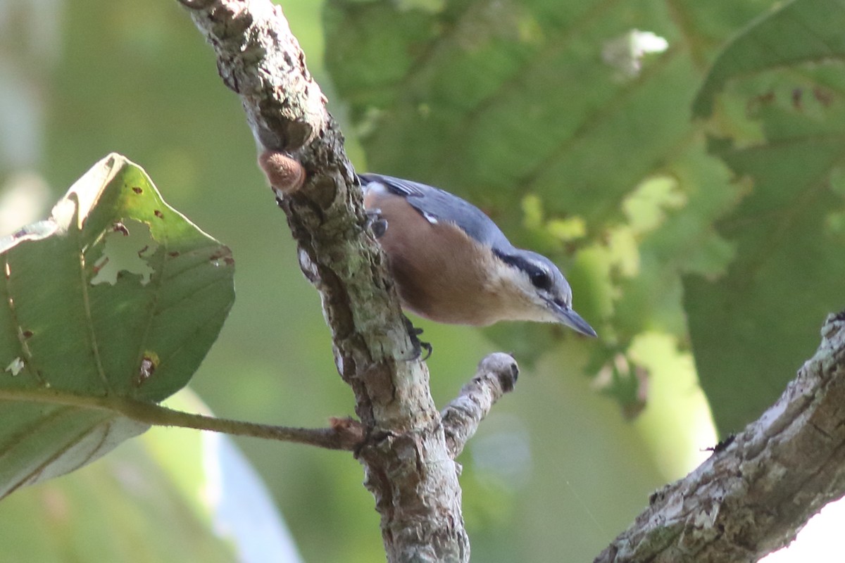 Burmese Nuthatch - ML644126590