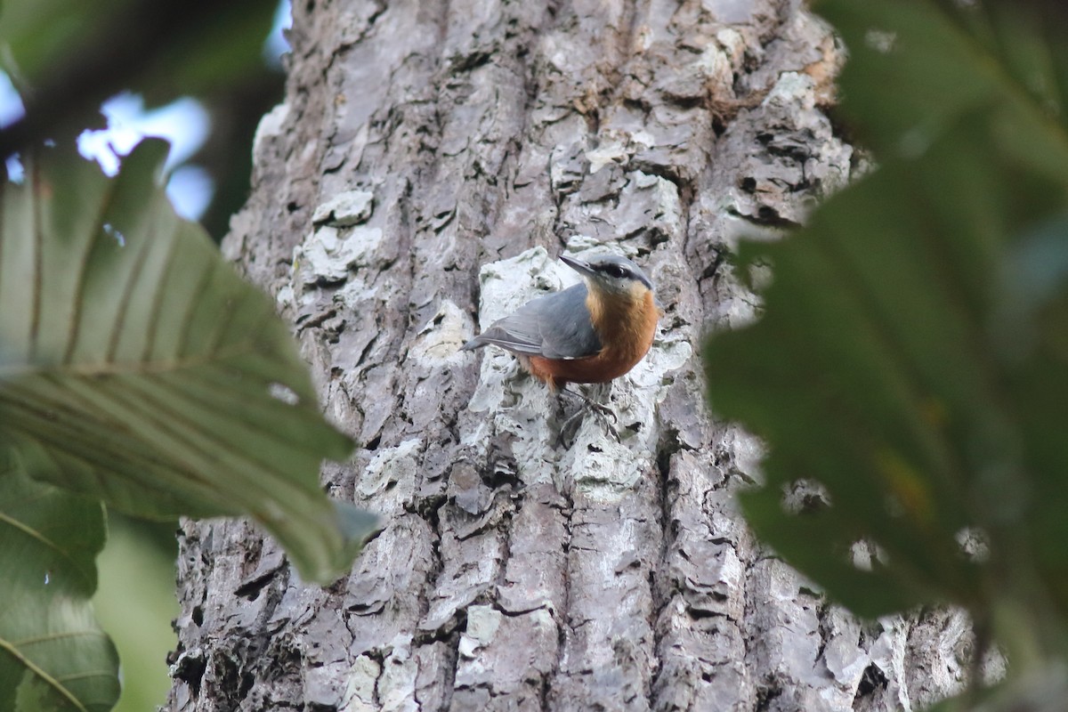 Burmese Nuthatch - ML644126591