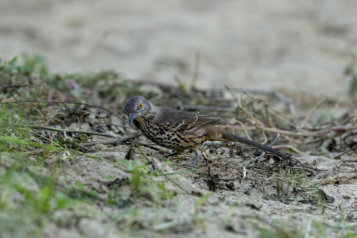 Gray Thrasher - ML644126593