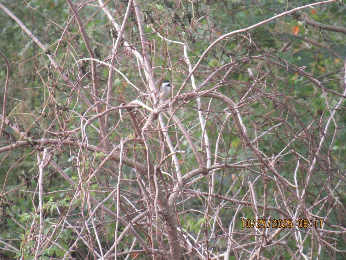 Carolina Chickadee - ML644126595