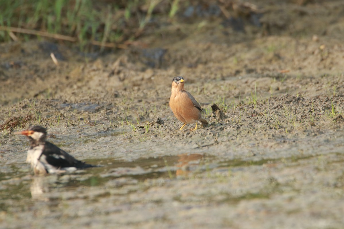 印度鵲椋鳥 - ML644126596