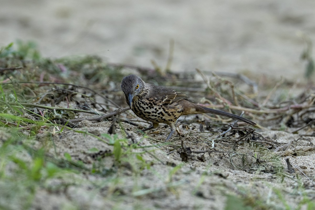 Gray Thrasher - ML644126599