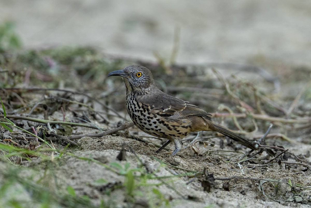 Gray Thrasher - ML644126602