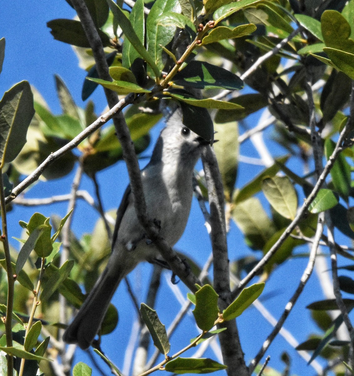 Black-crested Titmouse - ML644126603