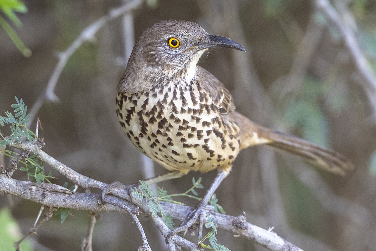 Gray Thrasher - ML644126604