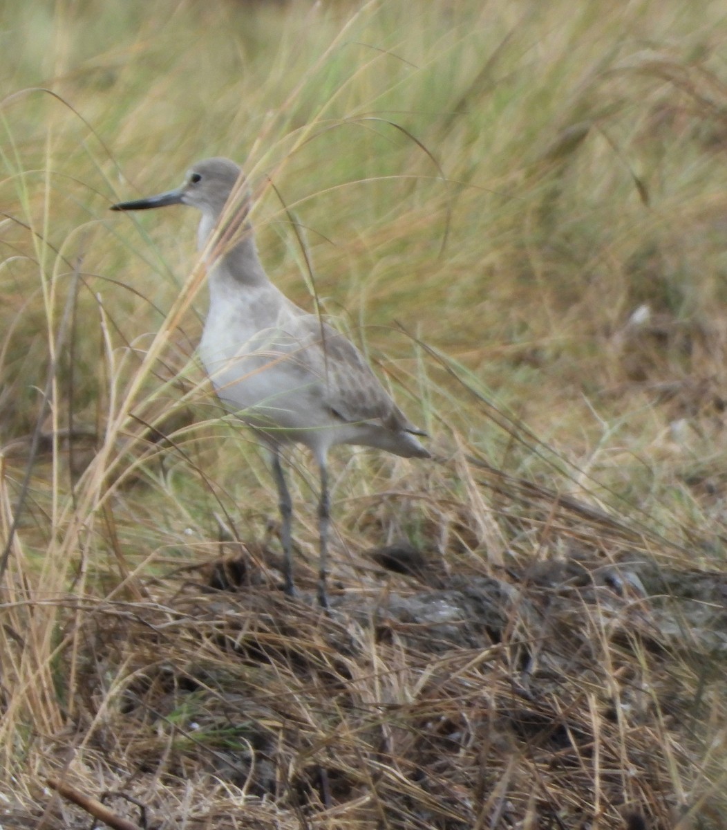 Willet - ML644126605