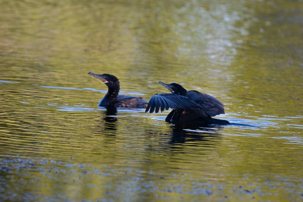 Neotropic Cormorant - ML644126614