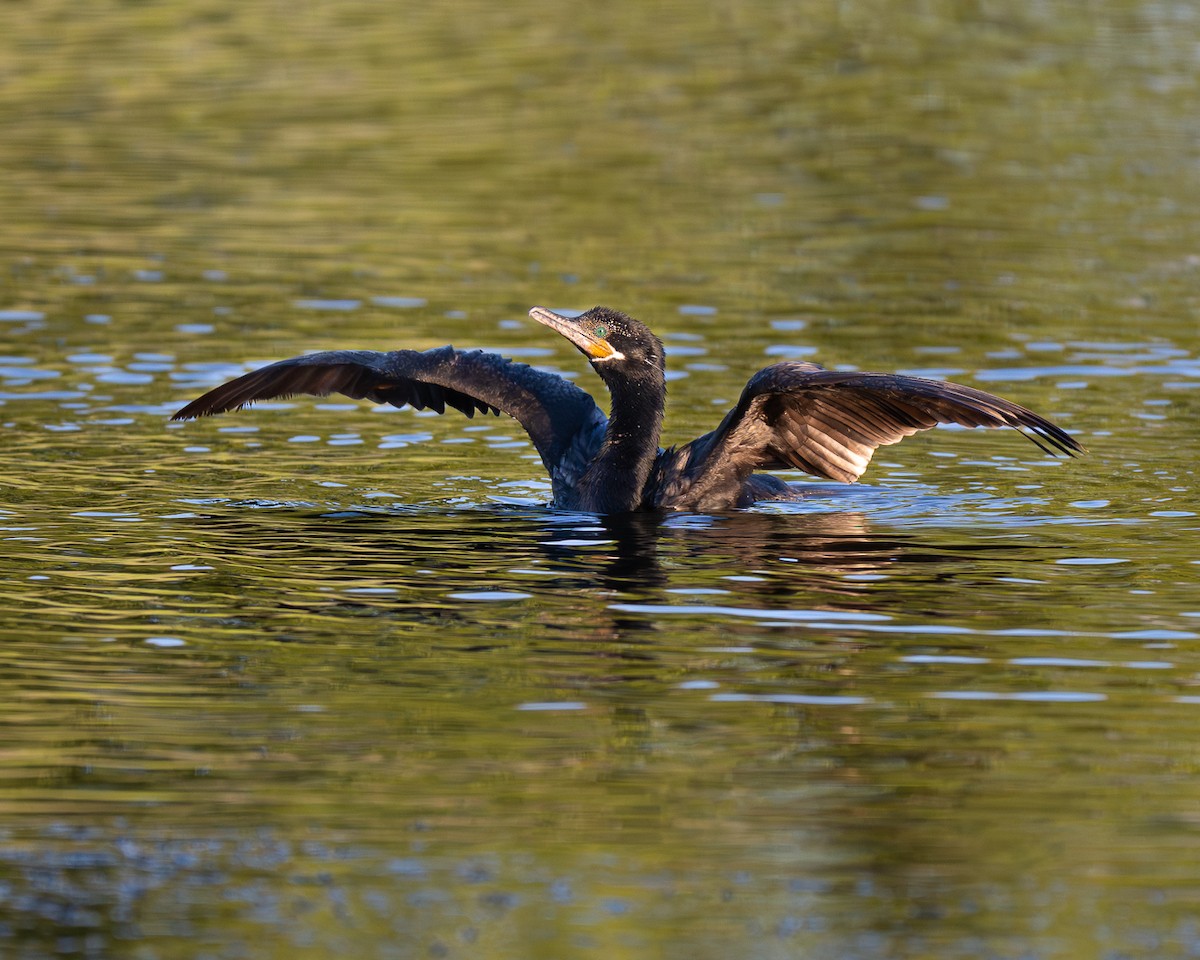 Neotropic Cormorant - ML644126615