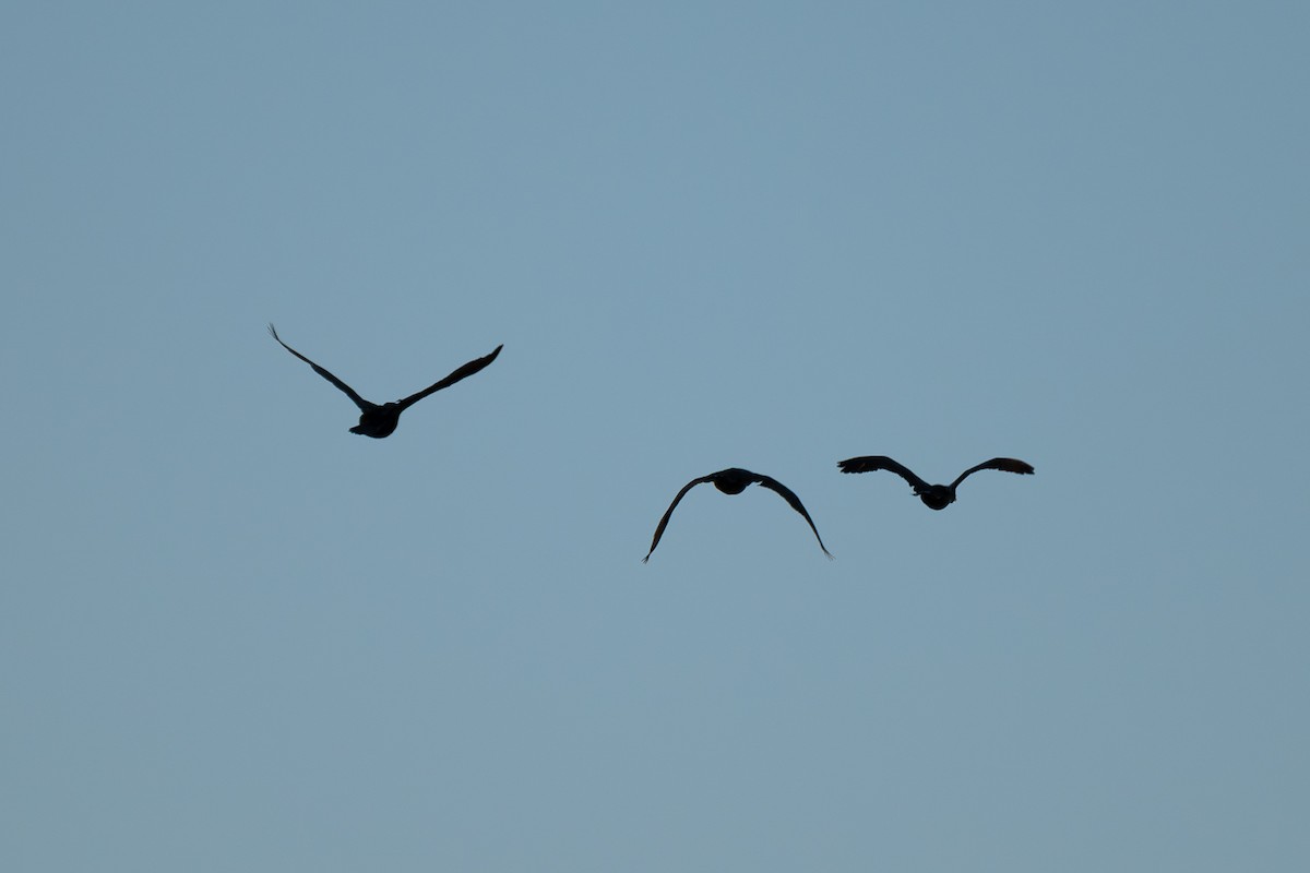 Neotropic Cormorant - ML644126616