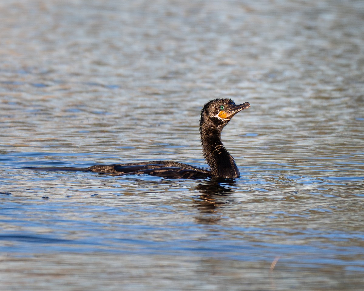 Neotropic Cormorant - ML644126617